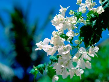 Maldives_Travel_03006