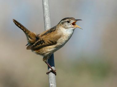 Marsh_Wren