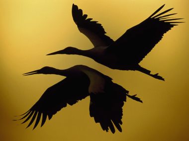 Mirrored_Wings