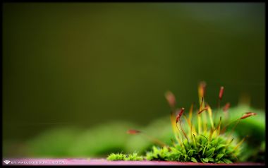 微距视角下的绿色苔藓植物