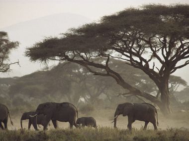 Mothers_and_Calves_African_Elephants_Kenya