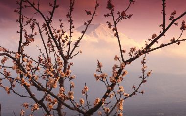 Mount Fuji And Cherry Blossomsjapan