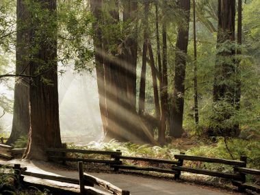 Muir_Woods_National_Monument_Marin_County_California