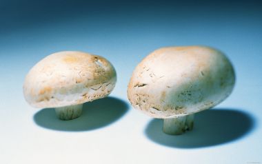 Mushrooms, close-up