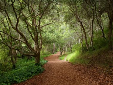 Mystical_Forest