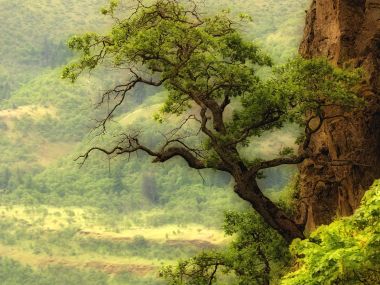 Oak_Tree_Over_the_Columbia_River_Washington