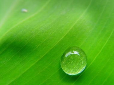 One_Drop