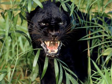 One_Livid_Leopard