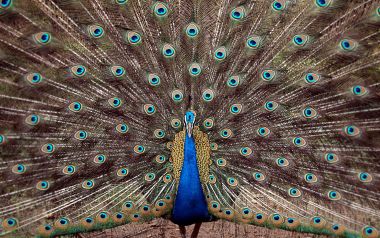 Peacock At Tata Steel Zoological Park In Jamshedpurindia