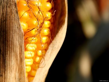 Photography Corntwo