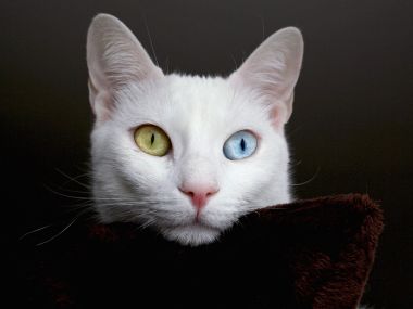 Pitirsu_Turkish_Van_Cat_Istanbul_Turkey