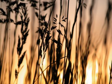 Plants Grass X3 0026