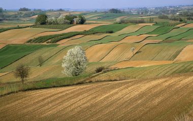 Poland, Plowed fields and wild flowering fruit trees in the Roztocze Region