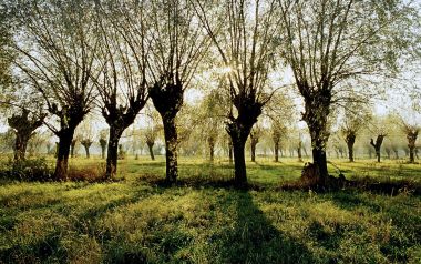 Poland, Wierzby, Mazowsze (Willow Trees in the Mazowsze Region)