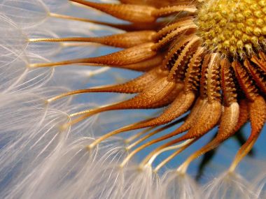 Prickly_Goldenfleece