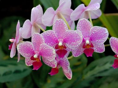 Purple_Orchids