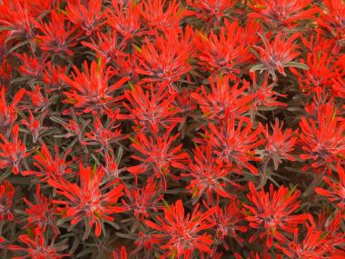 Red_Paintbrush_Utah