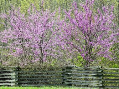 Redbuds