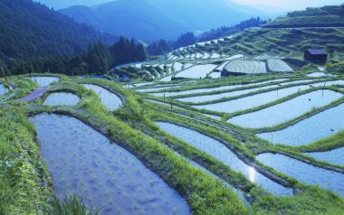 Rice Paddy Mie Prefecture Japan