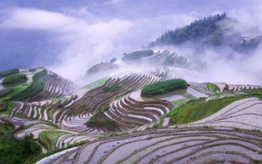 Rice Terraces In Early Morning Mist Guangxi Province China