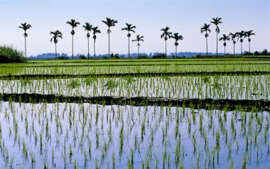 Ricefields In Chih Hsiang Taiwan