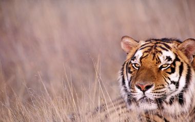 Royal Bengal Tigerindia
