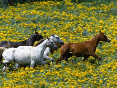 Running_Horses