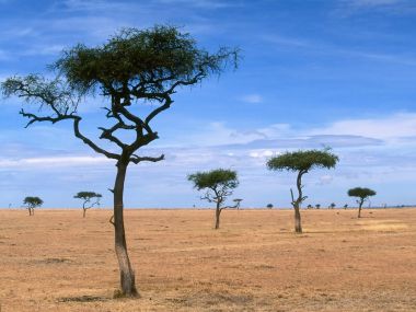 Scattered_Acacia_Trees_Kenya_Africa