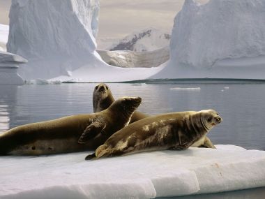 Seals_at_the_South_Pole_Antarctica