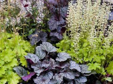 Shade_Perennials