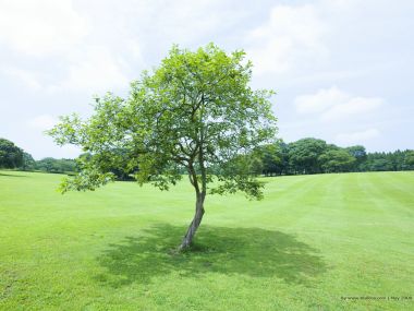Single_tree_in_green_field_in_sunny_day_JA100_photo