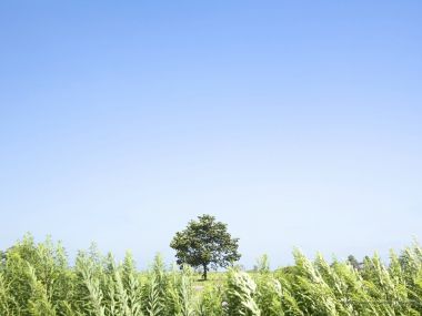 Single_tree_in_green_field_with_blue_sky_JA084_photo