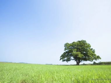 Single_tree_in_green_field_with_blue_sky_JA092_photo