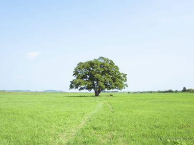 Single_tree_in_green_field_with_blue_sky_JA094_photo