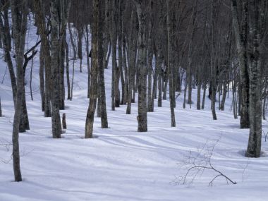 Snow_Winter_Scene_winter_snow_wallpapers_MIL50053_wallcoo.com