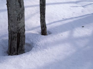 Snow_Winter_Scene_winter_snow_wallpapers_MIL50054_wallcoo.com