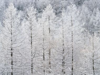 Snow_Winter_Scene_winter_snow_wallpapers_MIL50062_wallcoo.com