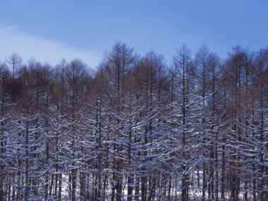 Snow_Winter_Scene_winter_snow_wallpapers_MIL50064_wallcoo.com