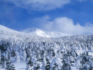 冬天雪景壁纸- 白雪森林