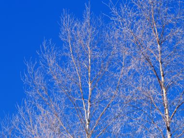 Snow_Winter_Scene_winter_snow_wallpapers_MIL50070_wallcoo.com
