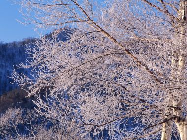 Snow_Winter_Scene_winter_snow_wallpapers_MIL50076_wallcoo.com