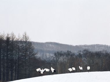 Snow_Winter_Scene_winter_snow_wallpapers_MIL50082_wallcoo.com