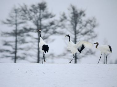 Snow_Winter_Scene_winter_snow_wallpapers_MIL50083_wallcoo.com