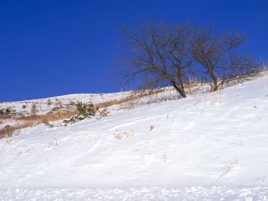 Snow_Winter_Scene_winter_snow_wallpapers_MIL50087_wallcoo.com