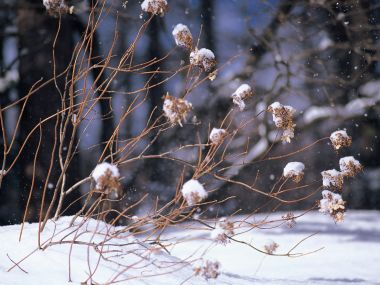 Snow_Winter_Scene_winter_snow_wallpapers_MIL50090_wallcoo.com