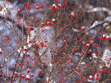 Snow_Winter_Scene_winter_snow_wallpapers_MIL50091_wallcoo.com