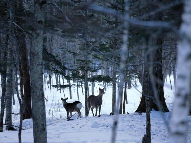 Snow_Winter_Scene_winter_snow_wallpapers_MIL50095_wallcoo.com
