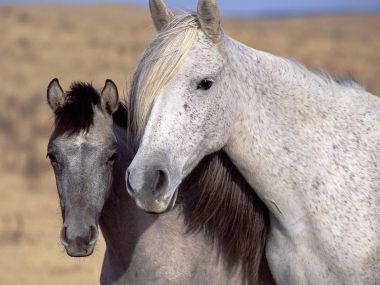 Spanish_Mustangs