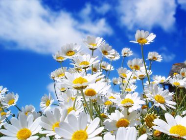 Spring_Daisy’s