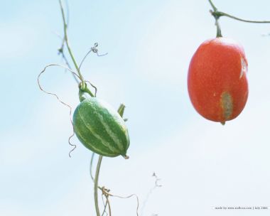 still_life_photography_HB072_350A
